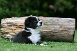 BORDER COLLIE 1253
